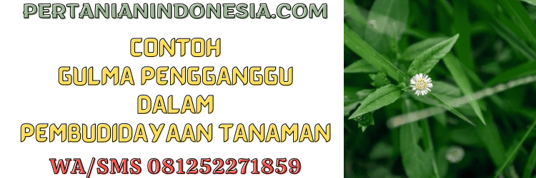 rumput liar,petani,bertani,bercocok tanam,pertanian indonesia